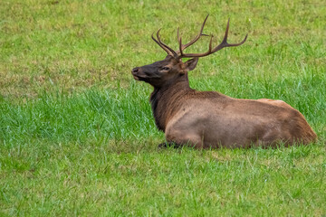 A blull elk sitting in a filed