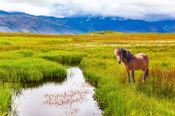 Icelandic horse