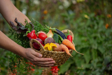 Farmer Holding a Wicker Basket Full of Fresh Organic Harvested Vegetables