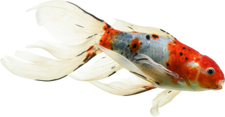 
Goldfish