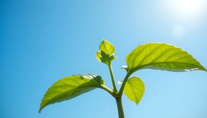 Young Green Plant Growing Under Blue Sky