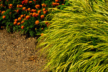 hakonechloa smukła i aksamitki przy żwirowej ścieżce, trawa bambusowa, Hakonechloa macra, hakonechloa, Hakone grass, Japanese forest grass, Japanese grass, Flowering Hakonechloa, Tagetes  © kateej