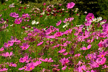 Kosmos pierzasty, kosmos podwójnie pierzasty, onętek, Cosmos bipinnatus, różowe kosmosy, łąka kwietna z kosmosów, garden cosmos, Mexican aster, Prairie fleurie  © kateej