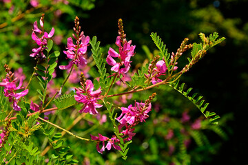 gałązki indygowca z liśćmi i różowymi kwiatami, Indygowiec barwierski, Indigofera tinctoria, true indigo, Indigofera tinctoria or true indigo plant branches with leaves and pink flowers