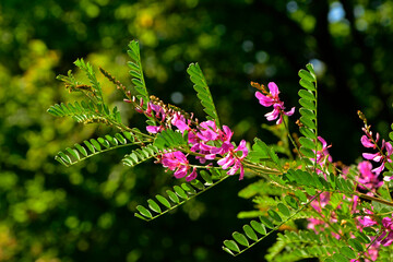 gałązki indygowca z liśćmi i różowymi kwiatami, Indygowiec barwierski, Indigofera tinctoria, true indigo, Indigofera tinctoria or true indigo plant branches with leaves and pink flowers