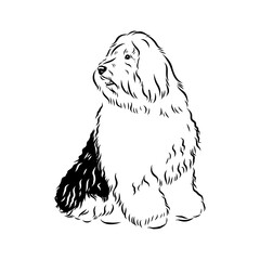 bobtail, dog breed, vector sketch