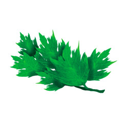 Green and fresh small pieces of celery for food illustration decoration