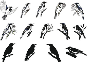 Bird drawing tutorial, sketch to silhouette, vector illustration stages, perched bird artwork, nature art process, wildlife concept, artistic development, foliage det