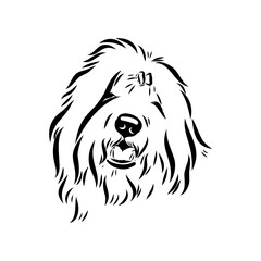 bobtail, dog breed, vector sketch