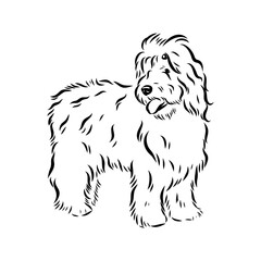 bobtail, dog breed, vector sketch