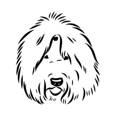 bobtail, dog breed, vector sketch