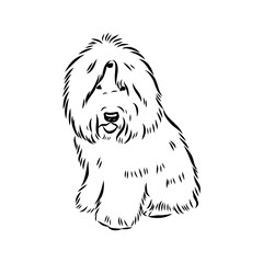 bobtail, dog breed, vector sketch