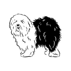 bobtail, dog breed, vector sketch