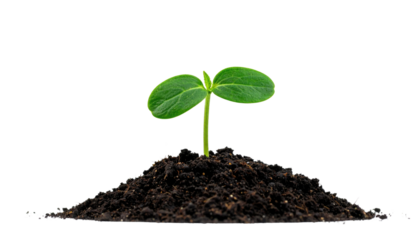 A small green seedling emerges from rich, dark soil, showcasing new life and growth.