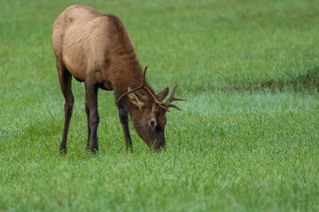 A young buck elk grazing in a field