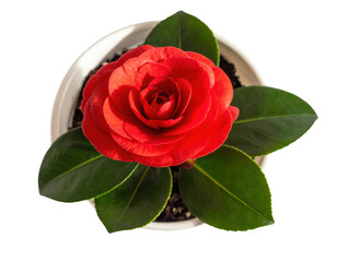 A vibrant red flower with layered petals, surrounded by glossy green leaves, seated in a white pot filled with soil.