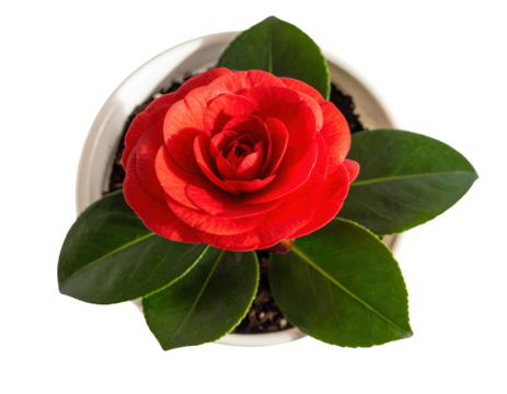 A vibrant red flower with layered petals, surrounded by glossy green leaves, seated in a white pot filled with soil.