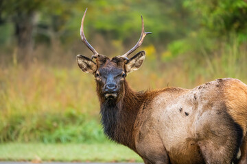 A close-up of a young bull elk