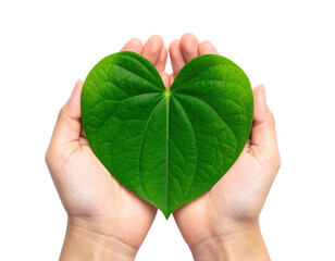 A pair of hands gently cradles a large heart-shaped green leaf, symbolizing love and nature.