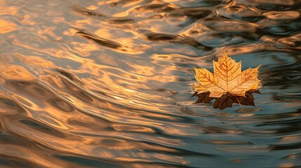 Autumn leaf floating on water surface with golden reflections