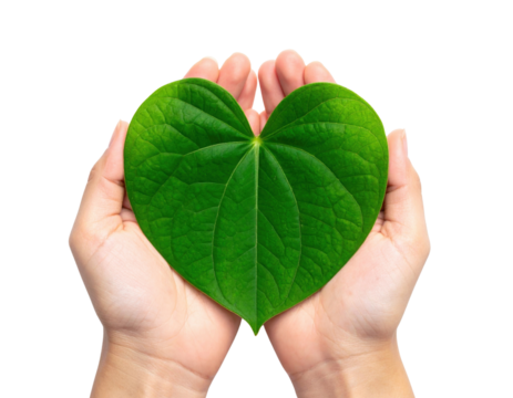 A pair of hands gently cradles a large heart-shaped green leaf, symbolizing love and nature.