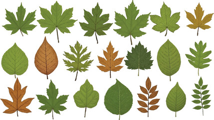 Fototapeta premium this collection of 20 leaves is a gorgeous study in diversity and transformation 