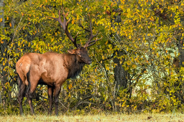 A large bull elk standing in a field