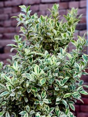 A vibrant and healthy 'Emerald 'n' Gold' Euonymus fortunei shrub, showcasing its stunning, year-round variegated foliage against a softly blurred, rustic brick background. The close-up shot beautiful