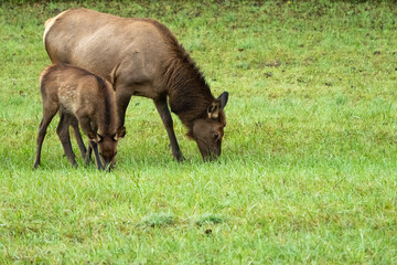A cow and calf elk grazing in a field
