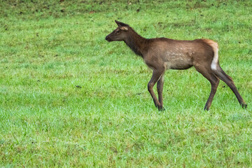 A young elk calf in a grassy field