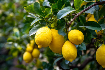 a bunch of lemons hanging from a tree