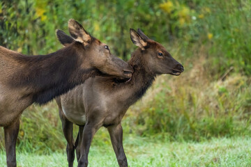 An elk mother cow grooming her young calf