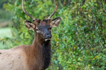 A close-up of a young bull elk