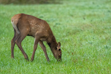 A young elk calf in a grassy field