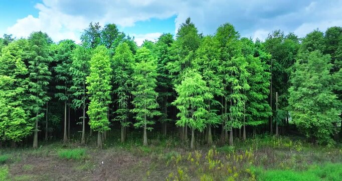 Aerial shot of a dense, lush green forest with tall coniferous trees standing in a row. Natural environment and conservation background.