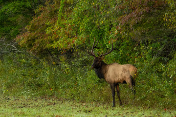 A bull elk standing in a field
