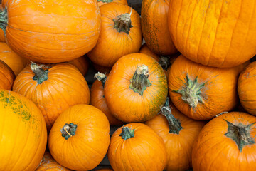 A lot of orange fresh big pumpkins for autumn festival.