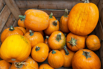 A lot of orange fresh big pumpkins for autumn festival.