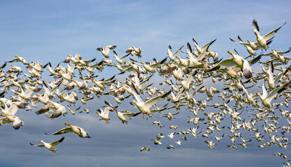 Flock of white geese taking flight against a blue sky over a calm landscape