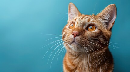 Close Up Portrait of an Adorable Orange Tabby Cat Looking Upwards