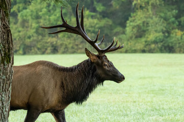 A large bull elk standing in a field