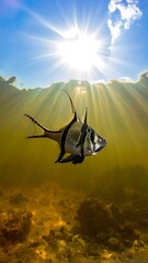Underwater fish, sunbeams