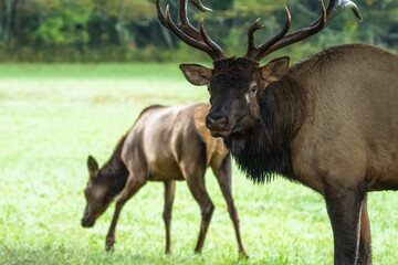 A close-up of a large bull elk