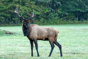 A bull elk standing in a field
