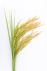 rice plant isolated on white background.
