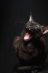 Cornish Rex cat  yawns.