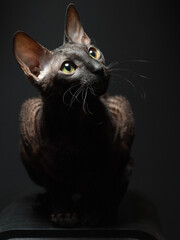Portrait of a Cornish Rex cat on dark background.