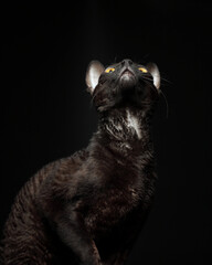 The Cornish Rex cat  looks up.