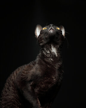 The Cornish Rex cat  looks up.
