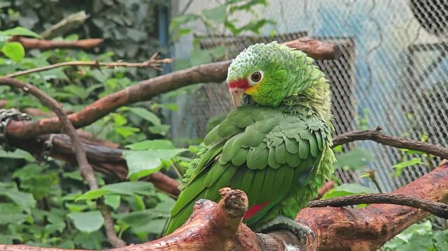a Red-lored Amazon parrot clean its feather on the branch in the zoo